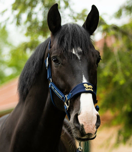 Lami - Cell Halterset AH Gold Nylon halsters - Maddelin Equestrian Lami - Cell