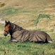 LeMieux Arika 600D Ripstop Outdoordeken Alpine Outdoordeken - Maddelin Equestrian LeMieux