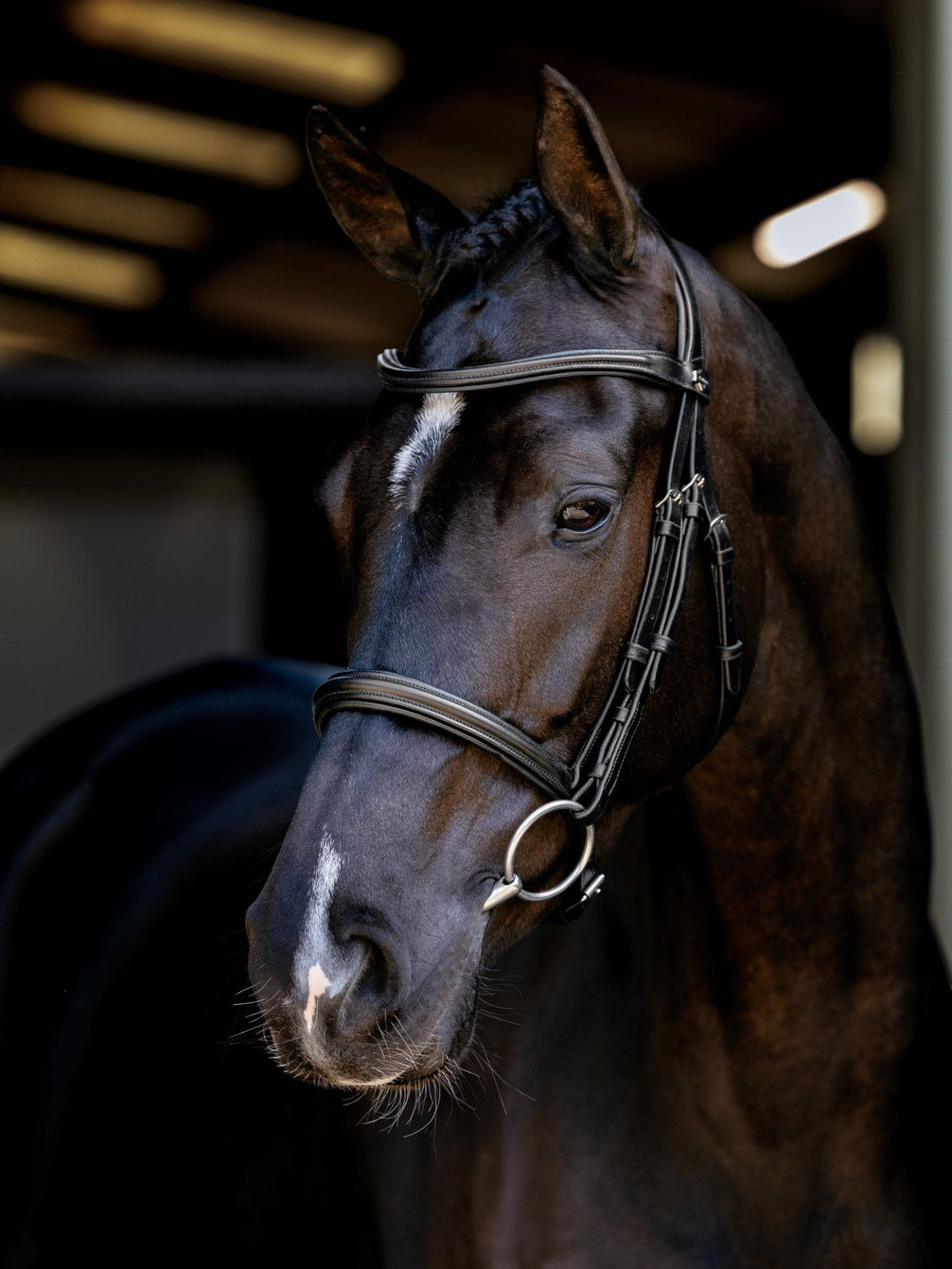 LeMieux Arika Cavesson Hoofdstel Trenshoofdstellen - Maddelin Equestrian