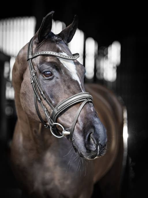 LeMieux Arika Dressage Hoofdstel Trenshoofdstellen - Maddelin Equestrian LeMieux