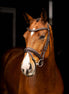 LeMieux Arika Dressage Hoofdstel Trenshoofdstellen - Maddelin Equestrian