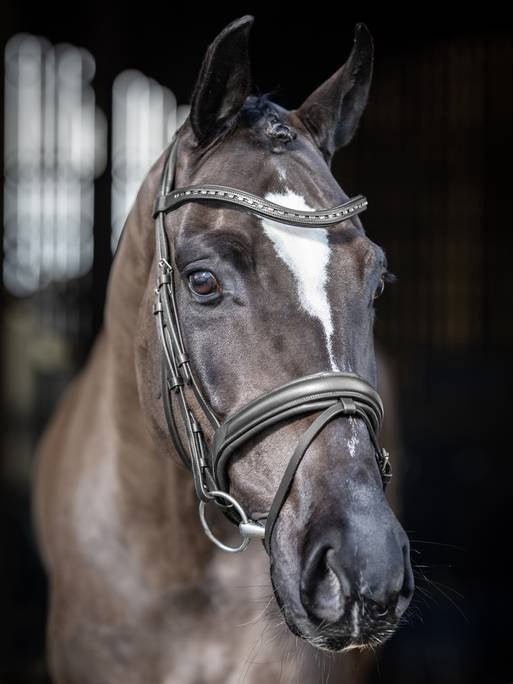 LeMieux Arika Dressage Hoofdstel Trenshoofdstellen - Maddelin Equestrian LeMieux