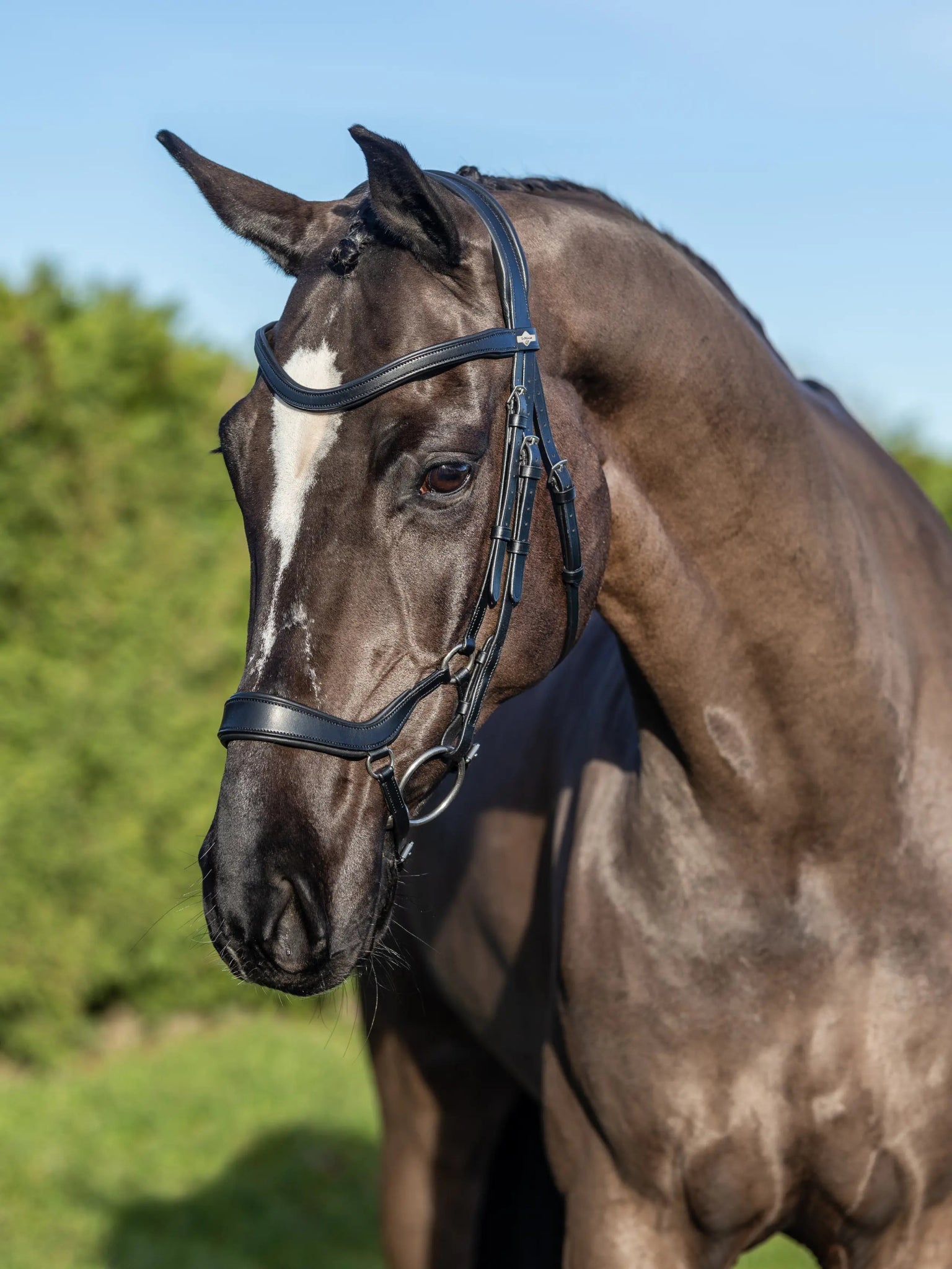 LeMieux Arika Drop Hoofdstel Trenshoofdstellen - Maddelin Equestrian LeMieux
