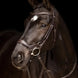 LeMieux Arika Drop Hoofdstel Trenshoofdstellen - Maddelin Equestrian LeMieux