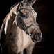 LeMieux Arika Flash Hoofdstel Trenshoofdstellen - Maddelin Equestrian LeMieux