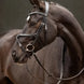 LeMieux Arika Grackle Hoofdstel Trenshoofdstellen - Maddelin Equestrian LeMieux
