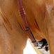 LeMieux Borsttuig (D - Ring Attachment) Borstriemen en martingalen - Maddelin Equestrian LeMieux