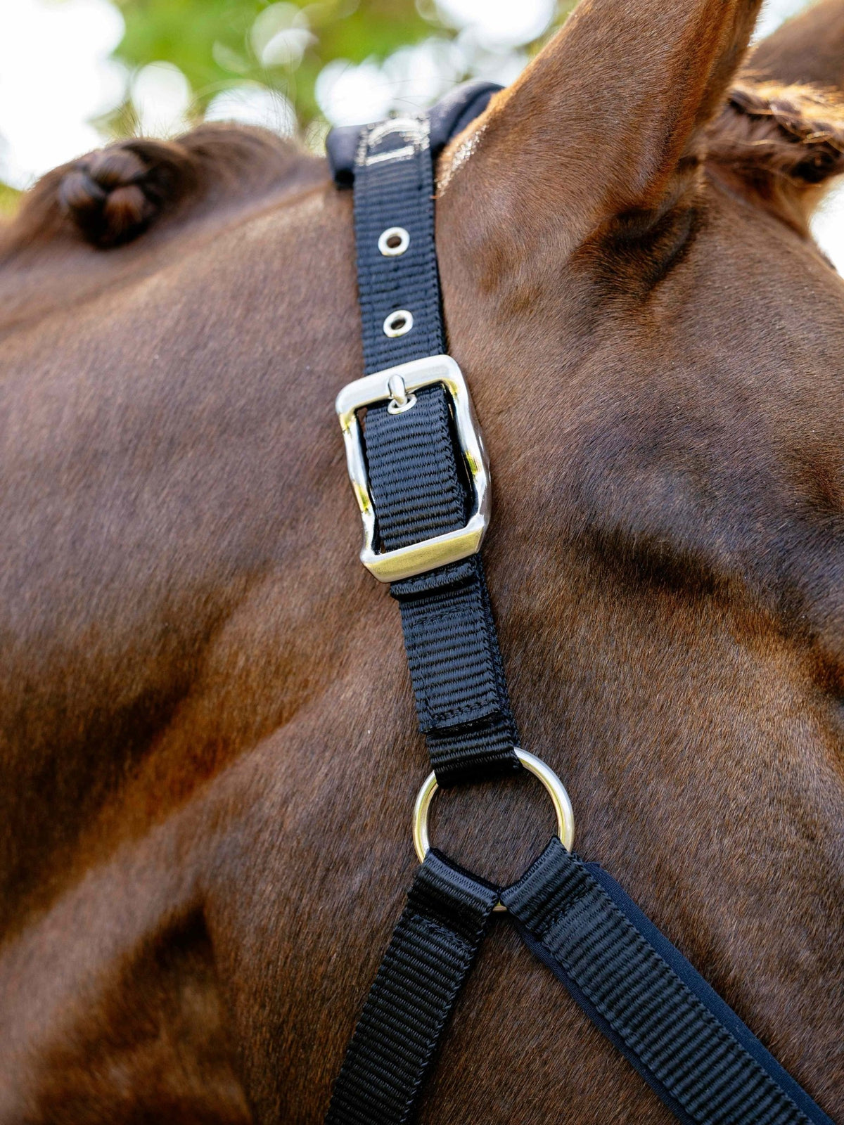 LeMieux Breakaway Vogue Halster – detailfoto 4