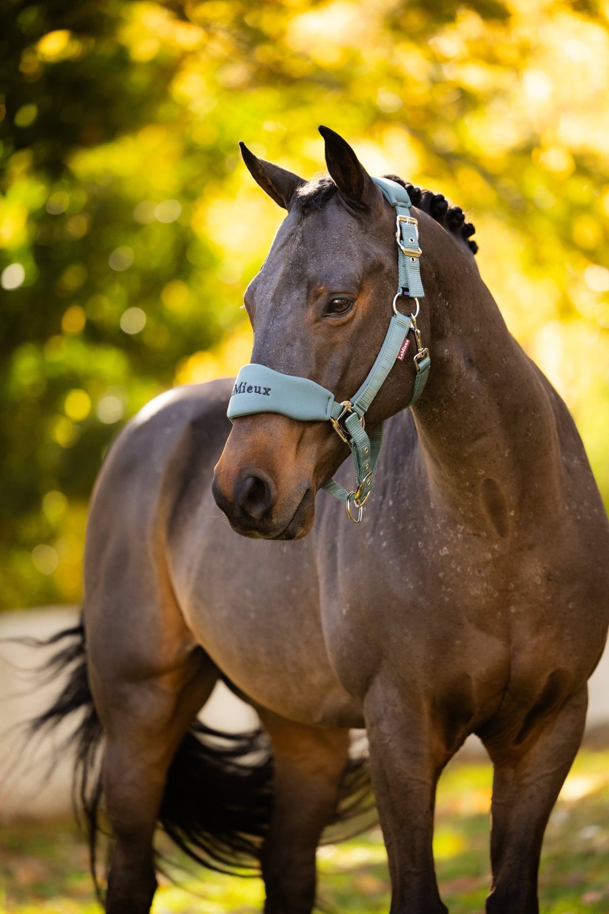 LeMieux Breakaway Vogue Halster met Halstertouw AW26 Nylon halsters - Maddelin Equestrian