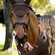 LeMieux Brilliance Oornetje Oornetjes - Maddelin Equestrian LeMieux