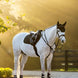 LeMieux Brilliance Zadeldek Zadeldoeken - Maddelin Equestrian LeMieux