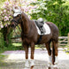LeMieux Brilliance Zadeldek Zadeldoeken - Maddelin Equestrian LeMieux