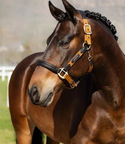 LeMieux Capella Halster FW24 Lederen - Maddelin Equestrian LeMieux