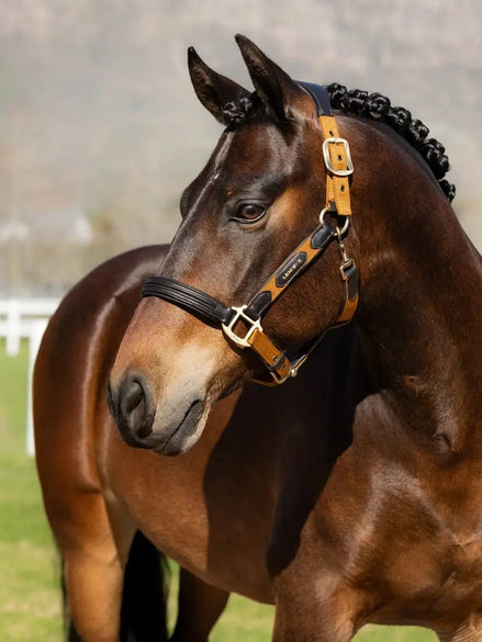 LeMieux Capella Halster FW24 Lederen - Maddelin Equestrian LeMieux