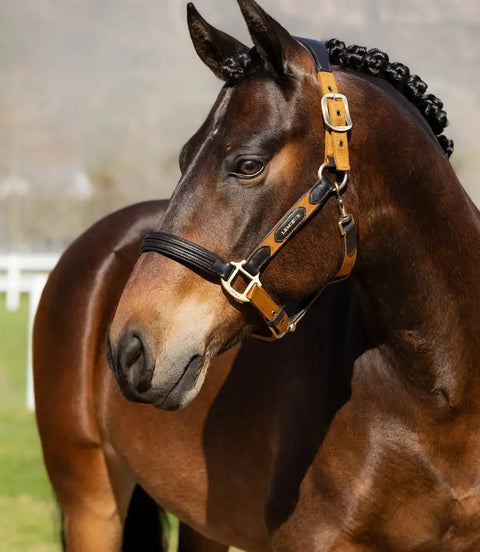 LeMieux Capella Halster FW24 Lederen - Maddelin Equestrian LeMieux