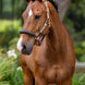 LeMieux Capella Halster Leder Nylon halsters - Maddelin Equestrian LeMieux