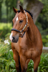 LeMieux Capella Halster Leder Nylon halsters - Maddelin Equestrian LeMieux