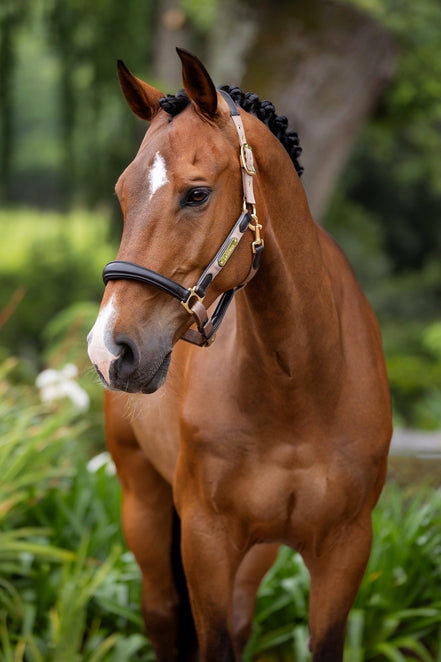 LeMieux Capella Halster Leder Nylon halsters - Maddelin Equestrian LeMieux