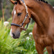 LeMieux Capella Halster Leder Nylon halsters - Maddelin Equestrian LeMieux
