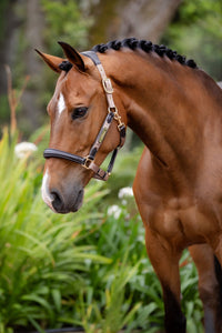 LeMieux Capella Halster Leder Nylon halsters - Maddelin Equestrian LeMieux