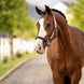 LeMieux Capella Halster Lederen - Maddelin Equestrian LeMieux