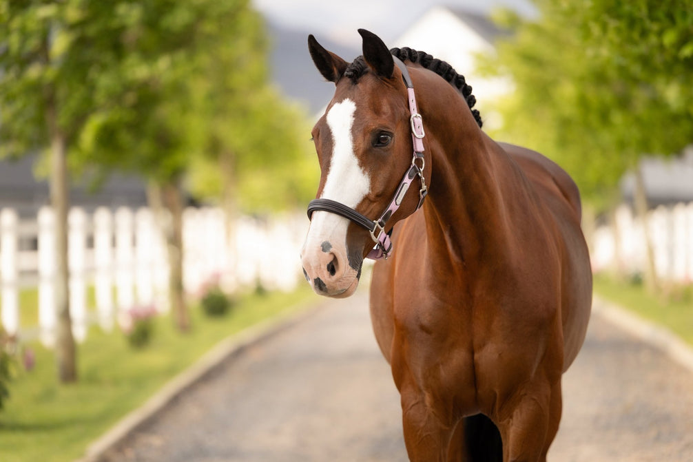 LeMieux Capella Halster Lederen - Maddelin Equestrian LeMieux