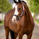 LeMieux Capella Halster Lederen - Maddelin Equestrian LeMieux