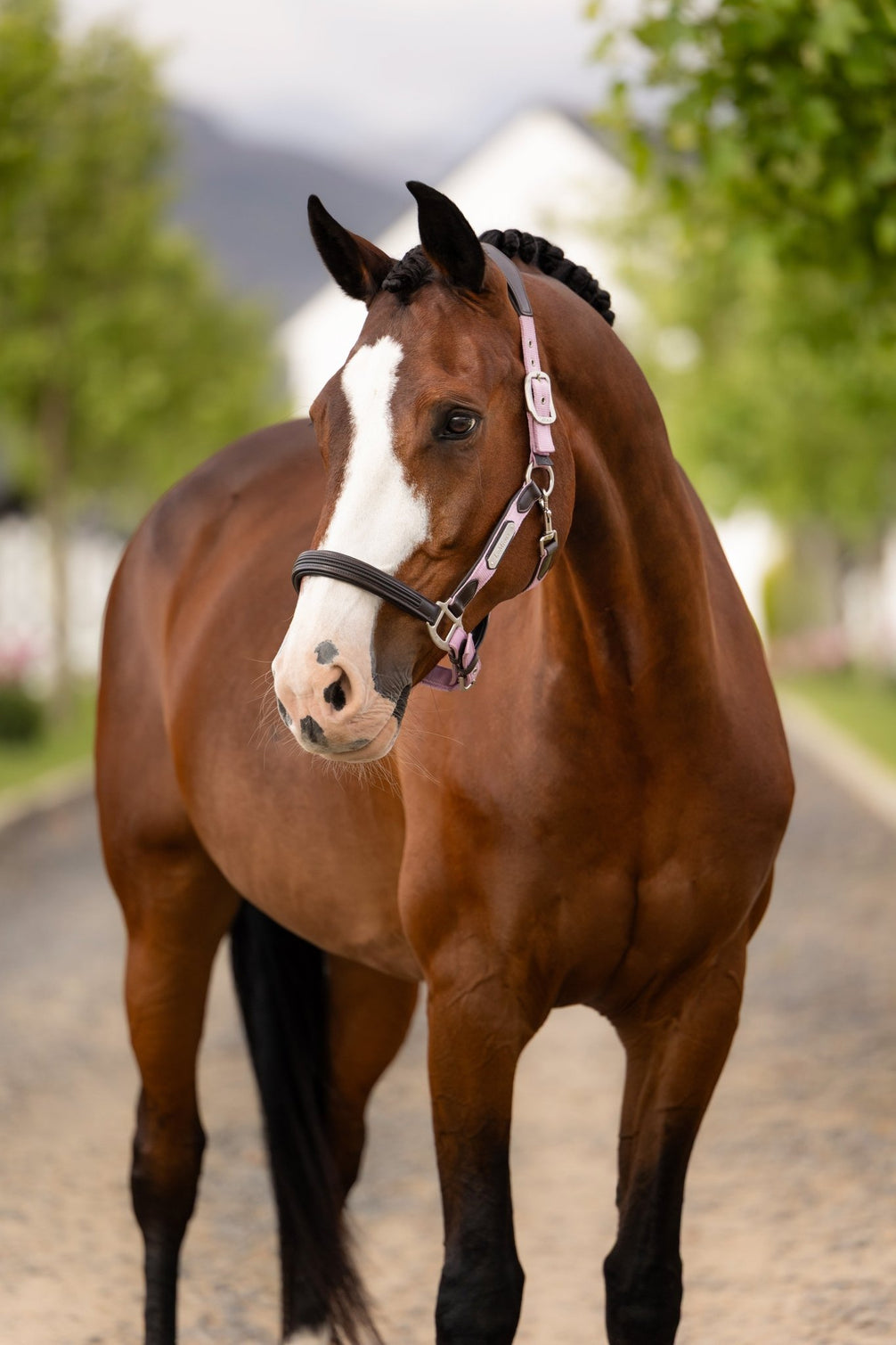 LeMieux Capella Halster Lederen - Maddelin Equestrian LeMieux