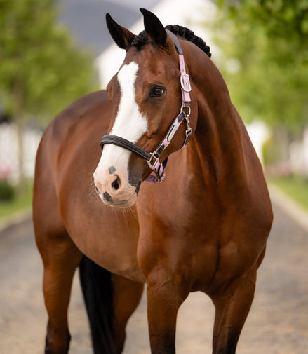 LeMieux Capella Halster Lederen - Maddelin Equestrian LeMieux