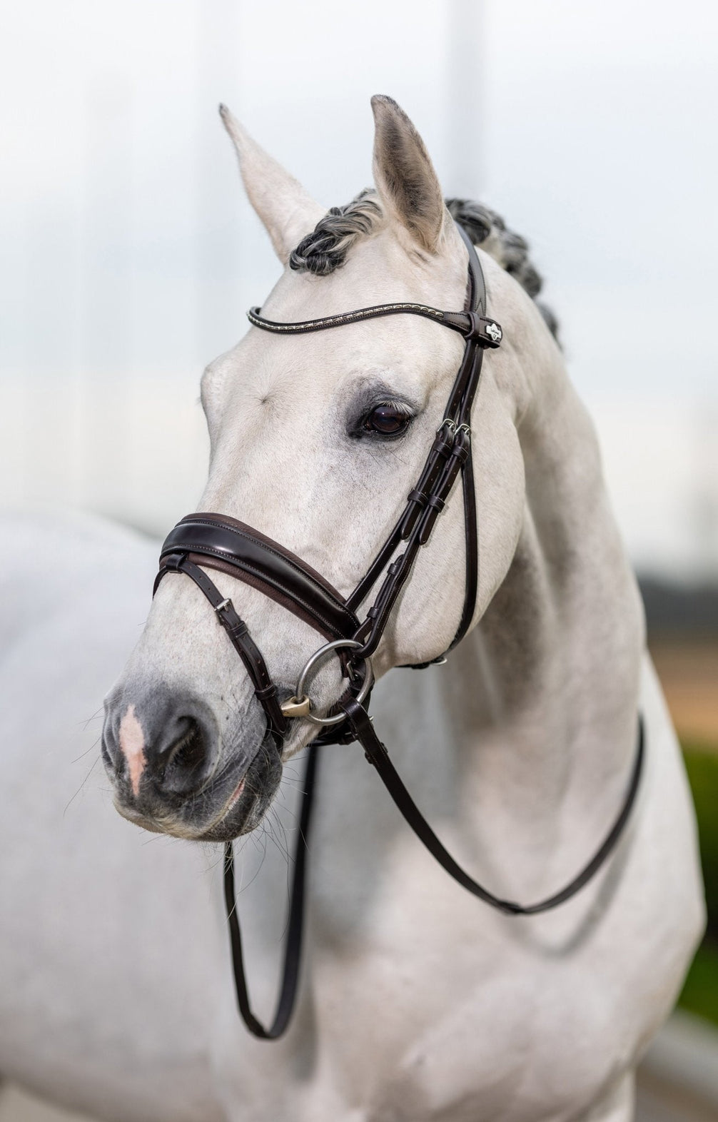 LeMieux Classic Dressage Hoofdstel Trenshoofdstellen - Maddelin Equestrian LeMieux
