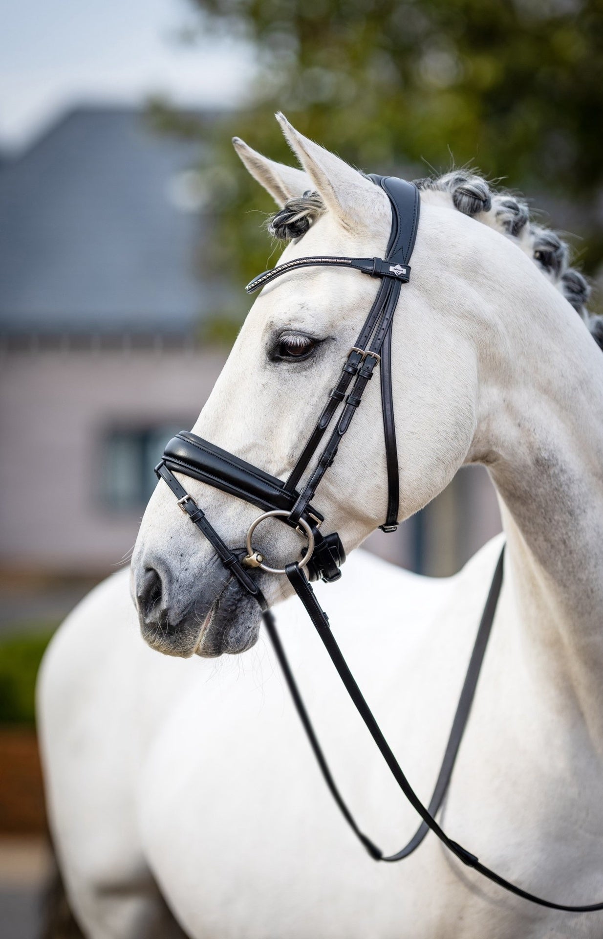 LeMieux Classic Dressage Hoofdstel Trenshoofdstellen - Maddelin Equestrian LeMieux
