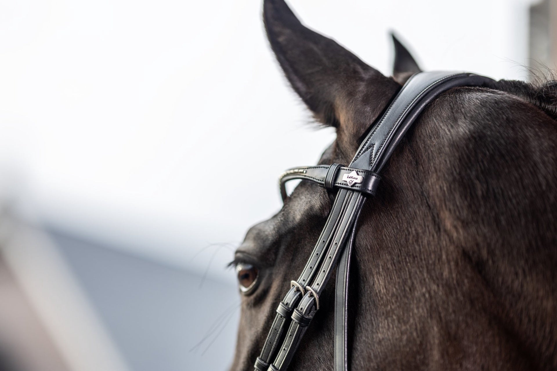 LeMieux Classic Dressage Hoofdstel Trenshoofdstellen - Maddelin Equestrian LeMieux
