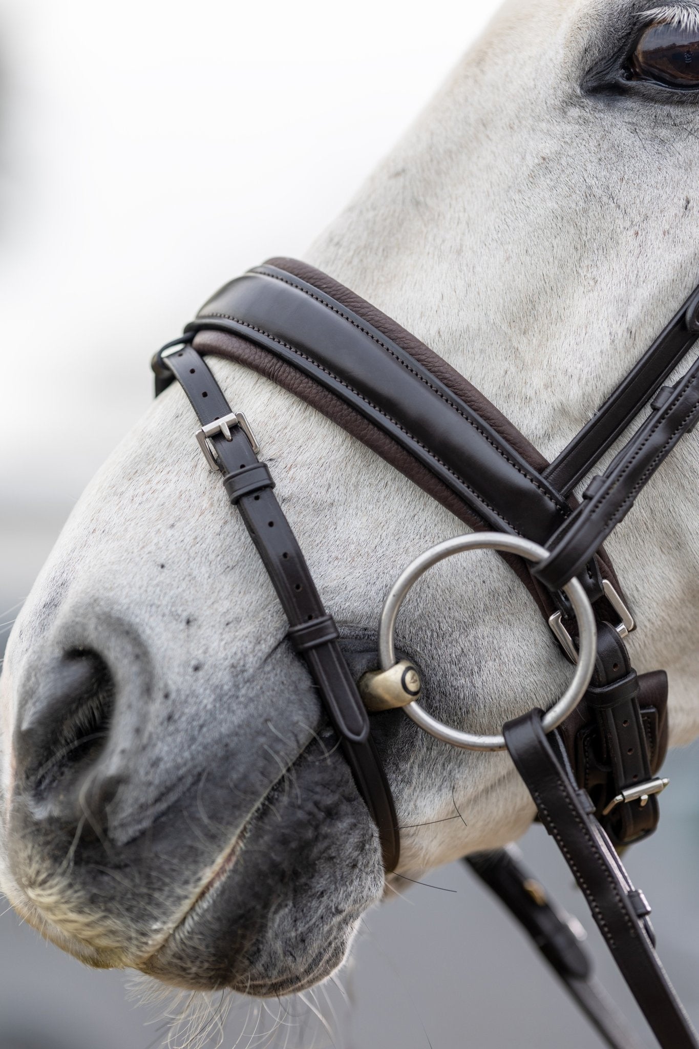LeMieux Classic Dressage Hoofdstel Trenshoofdstellen - Maddelin Equestrian LeMieux