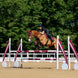 LeMieux Cotton Zadeldek Zadeldoeken - Maddelin Equestrian LeMieux