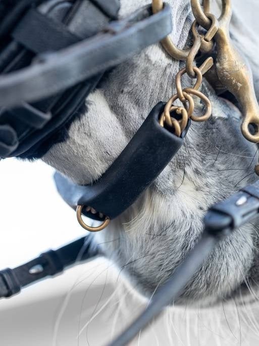 LeMieux Curb Kinkettingbeschermer Toebehoren bitten - Maddelin Equestrian LeMieux