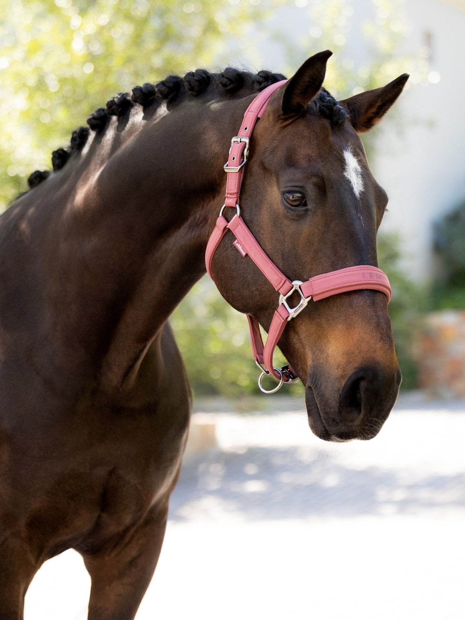 LeMieux Essence Halster SS25 Nylon halsters - Maddelin Equestrian LeMieux