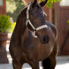 LeMieux Essence Halster SS25 Nylon halsters - Maddelin Equestrian LeMieux