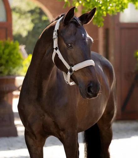 LeMieux Essence Halster SS25 Nylon halsters - Maddelin Equestrian LeMieux