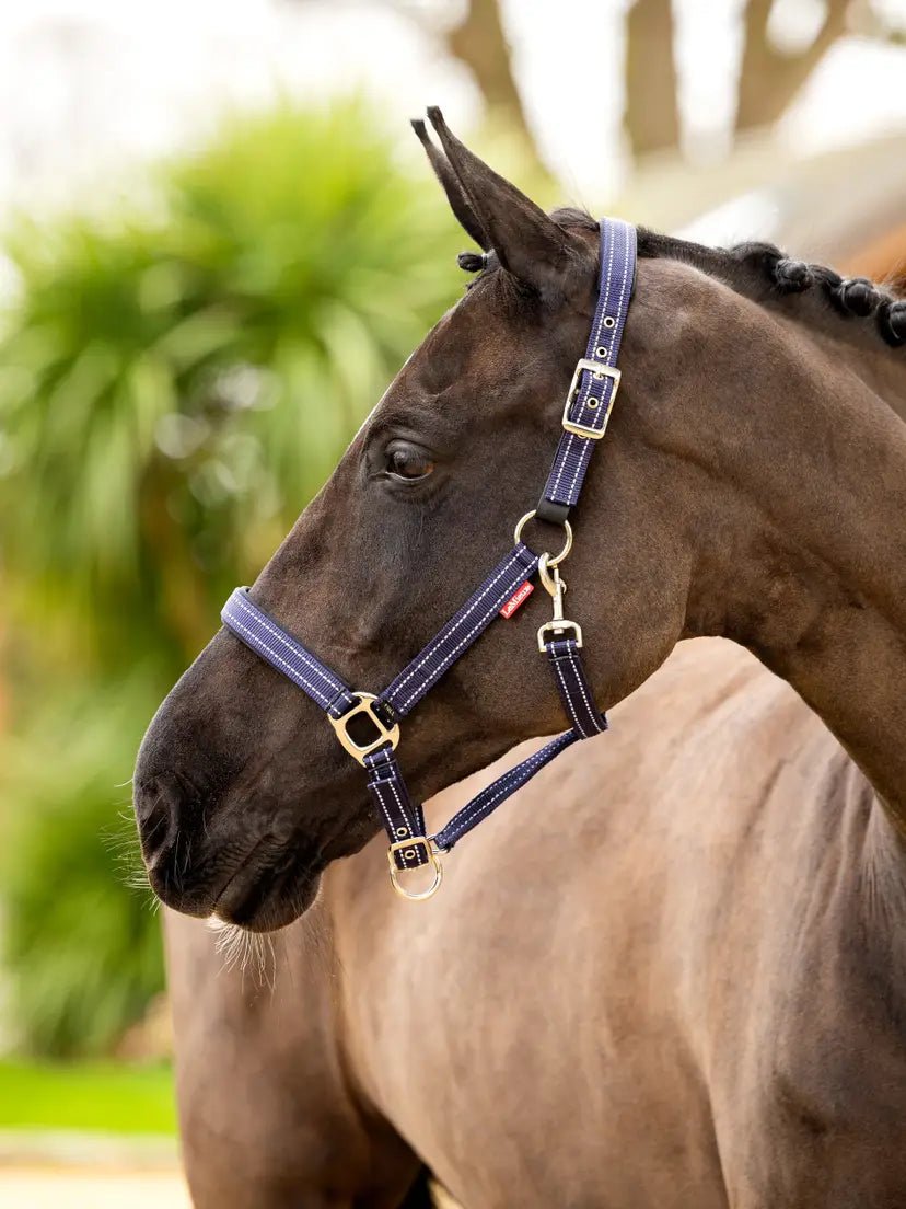 LeMieux Essential Yard Halster Nylon halsters - Maddelin Equestrian LeMieux