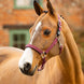 LeMieux Essential Yard Halster Nylon halsters - Maddelin Equestrian LeMieux