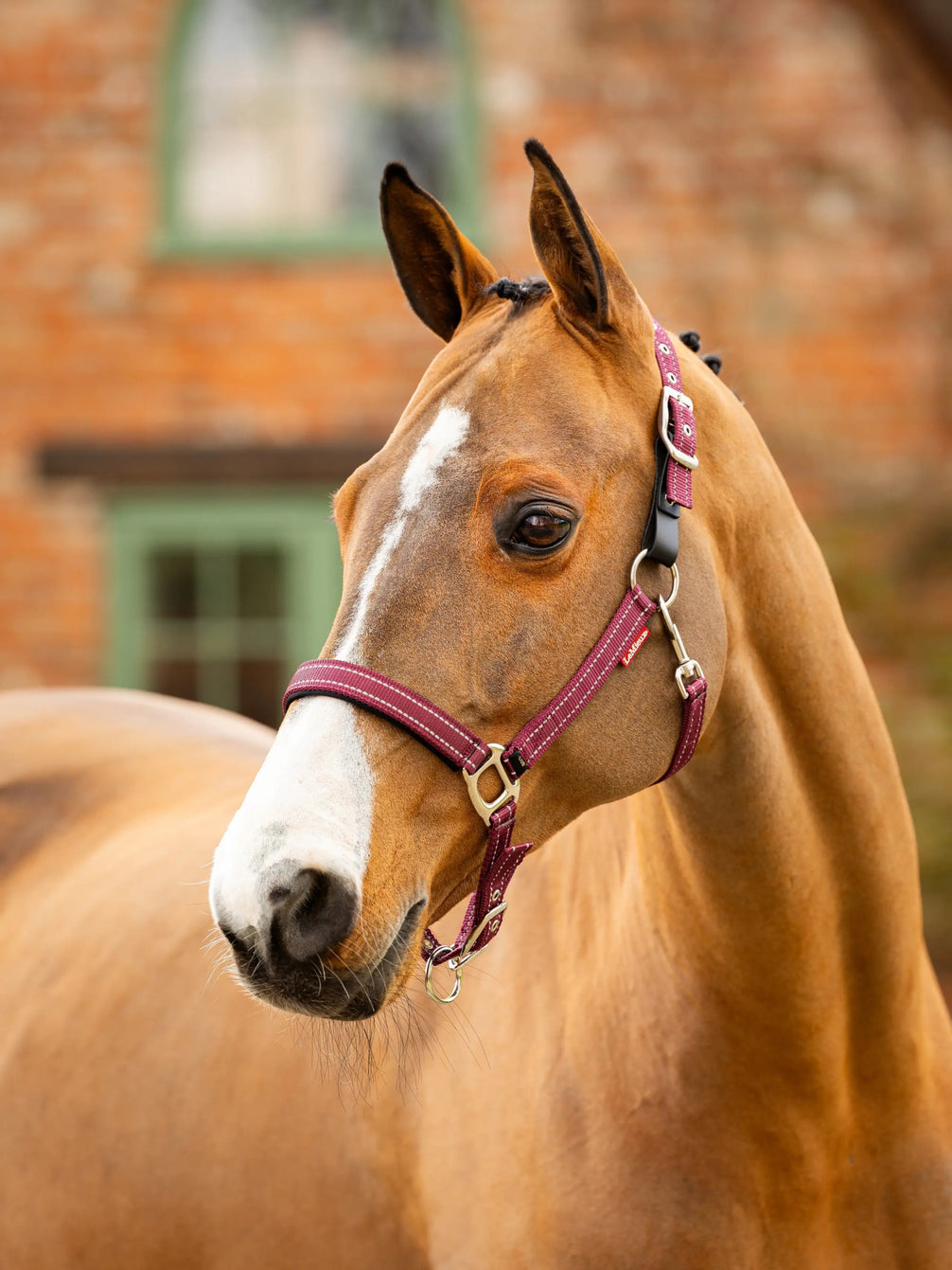 LeMieux Essential Yard Halster Nylon halsters - Maddelin Equestrian LeMieux