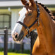 LeMieux Essential Yard Halster Nylon halsters - Maddelin Equestrian LeMieux