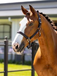 LeMieux Essential Yard Halster Nylon halsters - Maddelin Equestrian LeMieux