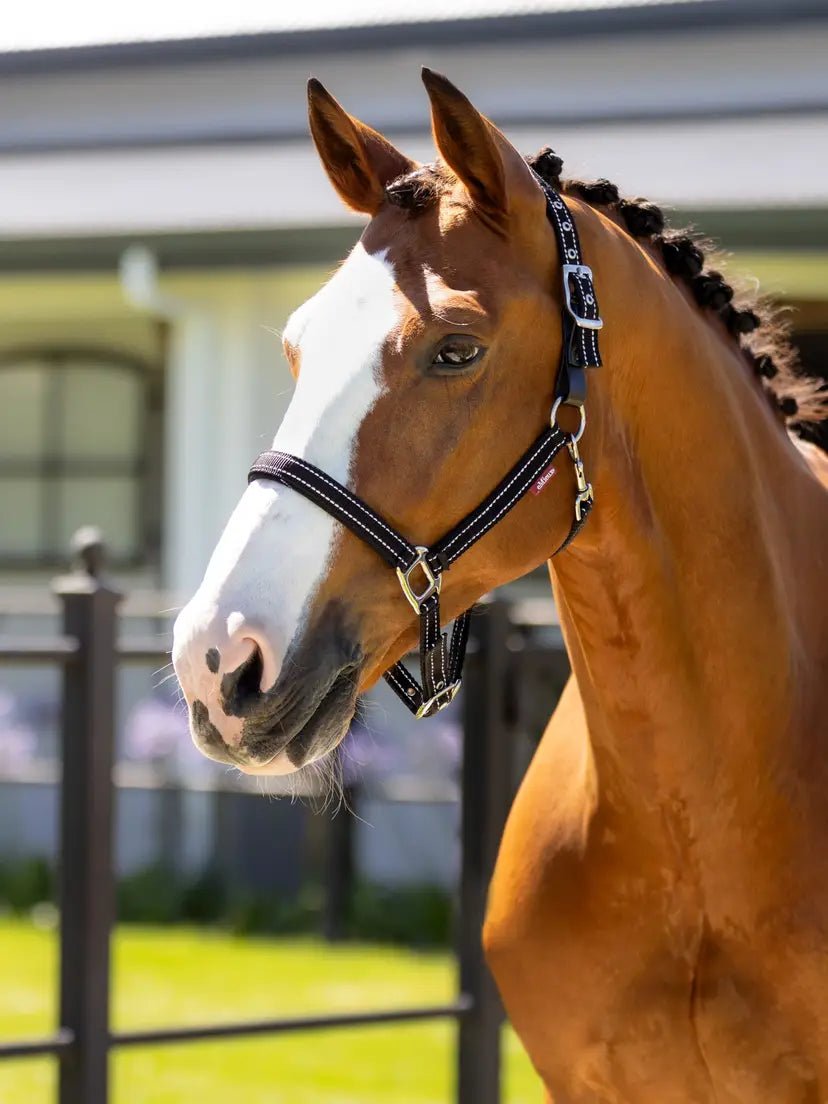 LeMieux Essential Yard Halster Nylon halsters - Maddelin Equestrian LeMieux