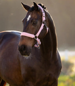 LeMieux Finesse Halster SS26 Nylon halsters - Maddelin Equestrian LeMieux