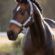 LeMieux Finesse Halster SS26 Nylon halsters - Maddelin Equestrian LeMieux