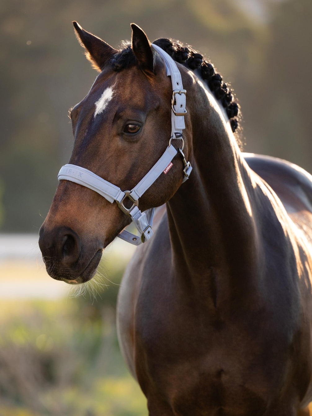 LeMieux Finesse Halster SS26 Nylon halsters - Maddelin Equestrian LeMieux