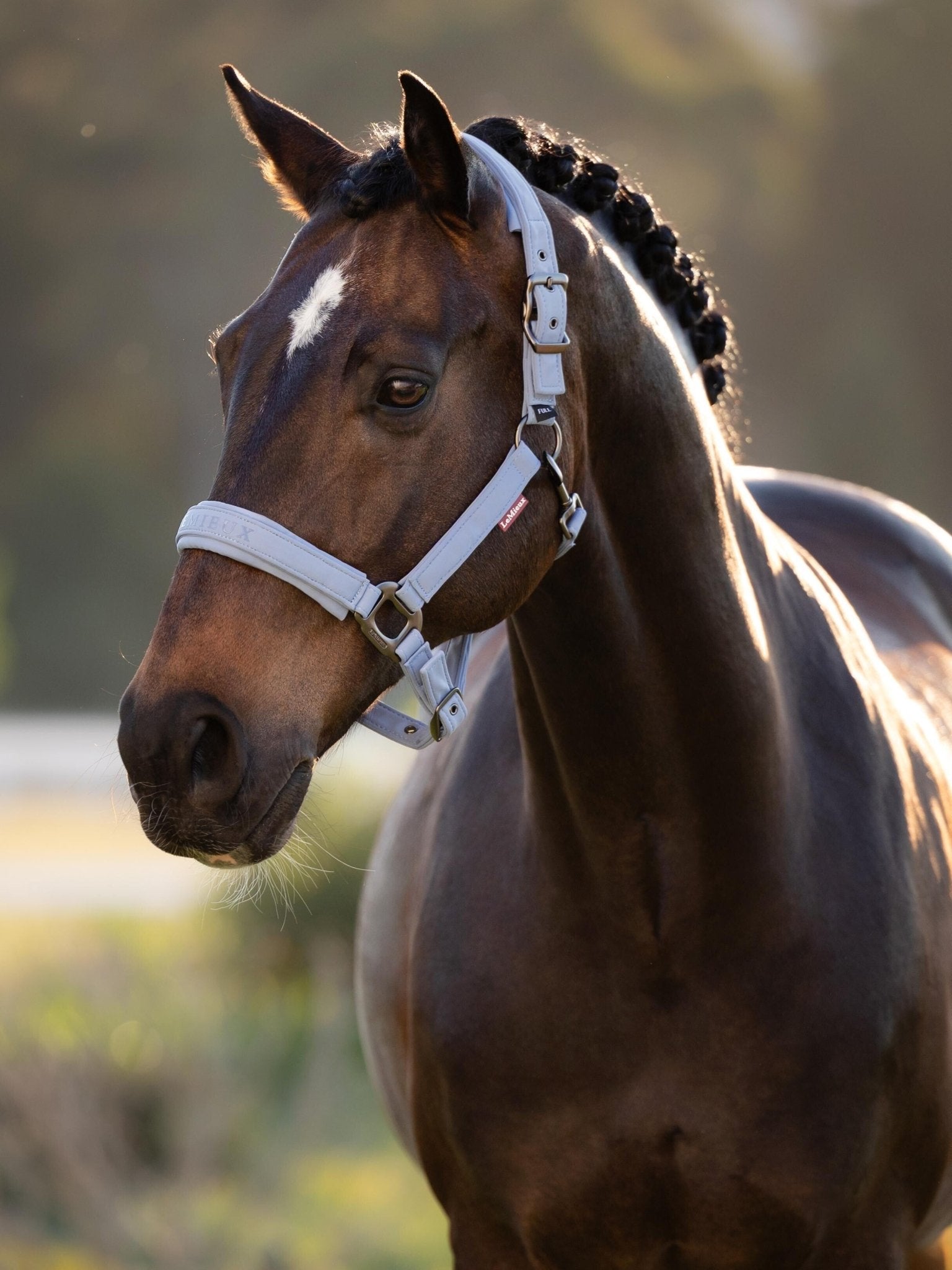 LeMieux Finesse Halster SS26 Nylon halsters - Maddelin Equestrian LeMieux