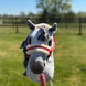 LeMieux Harlow Hobby Horse Halster Speelgoed - Maddelin Equestrian LeMieux