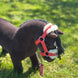 LeMieux Harlow Toy Pony Halster & Touw Speelgoed - Maddelin Equestrian LeMieux